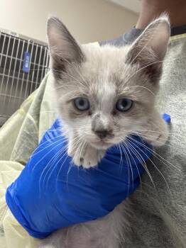 MARSHMALLOW -  Domestic Short Hair Cat Available for Adoption in Las Vegas, Nevada - MARSHMALLOW | PetCurious