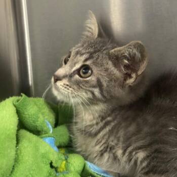 Lumi -  American Shorthair Cat for Adoption in Bethel, Connecticut - Lumi | PetCurious