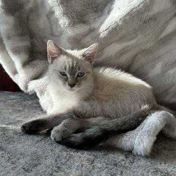 Siamese Cats Available for Adoption - Chubs | PetCurious