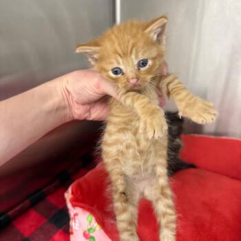 Topaz -  Domestic Short Hair Cat for Adoption in Spring Hill, Kansas - Topaz | PetCurious