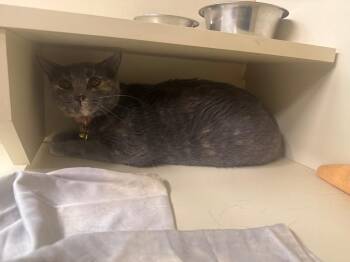 Nova -  Domestic Short Hair Cat for Adoption in Sorrento, Louisiana - Nova | PetCurious