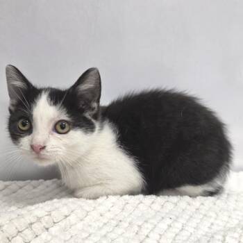 Zebracake -  Domestic Short Hair Cat for Adoption in Fort Wayne, Indiana - Zebracake | PetCurious