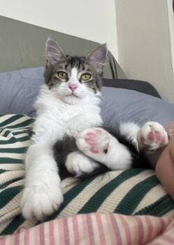 Noah -  Domestic Medium Hair and Tabby Cat for Adoption in San Francisco, California - Noah | PetCurious