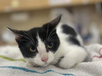 Domestic Short Hair Cats Available for Adoption - DEVON | PetCurious