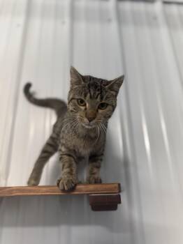Indigo -  Domestic Short Hair Cat for Adoption in Fertile, Minnesota - Indigo | PetCurious