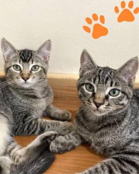 Nutmeg -  Domestic Short Hair Cat for Adoption in Novato, California - Nutmeg | PetCurious
