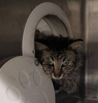 Domestic Medium Hair and Domestic Short Hair Cats Available for Adoption in Anchorage, Alaska - VALDEZ | PetCurious