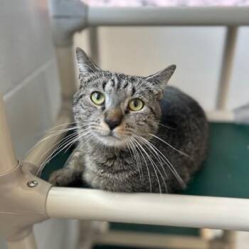 BigMac -  Domestic Short Hair Cat for Adoption in Stafford, Virginia - BigMac | PetCurious