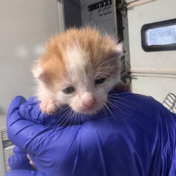 TUSC-Stray-85439_2_3 -  Domestic Short Hair Cat for Adoption in Tuscaloosa, Alabama - TUSC-Stray-85439_2_3 | PetCurious