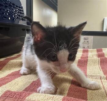 Rescue Domestic Short Hair Cats for Adoption in Modesto, California - A601425 | PetCurious