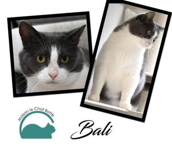 BALI -  Domestic Short Hair Cat for Adoption in Montreal, Quebec - BALI | PetCurious