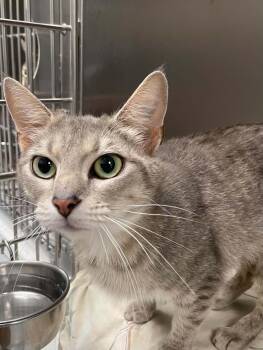 Rosy -  Domestic Short Hair Cat for Adoption in Covington, Virginia - Rosy | PetCurious