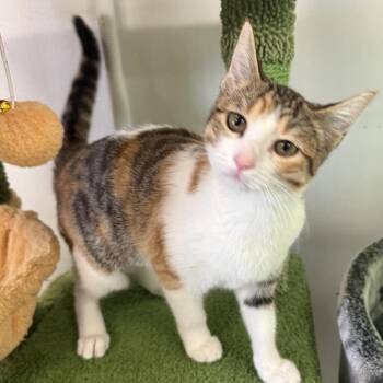 Maybelle -  Domestic Short Hair Cat for Adoption in Houston, Texas - Maybelle | PetCurious