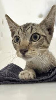 Cowabunga -  Domestic Short Hair Cat for Adoption in Honolulu, Hawaii - Cowabunga | PetCurious