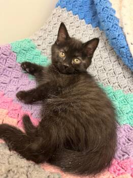 Domestic Short Hair Cats Available for Adoption in Winnipeg, Manitoba - Lancee | PetCurious