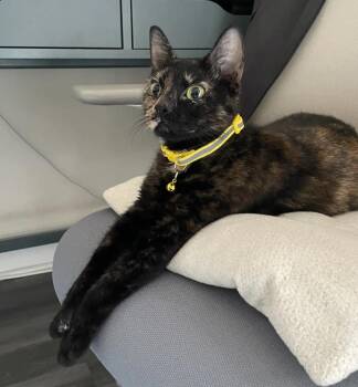 Domestic Short Hair Cats Available for Adoption in Weehawken Township, New Jersey - Lottie | PetCurious