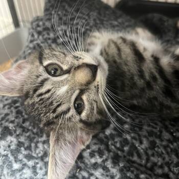 Domestic Short Hair Cats Available for Adoption in Lakeland, Florida - Ahelei | PetCurious