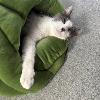 Domestic Short Hair Cats Available for Adoption in Gainesville, Florida - Sunshine | PetCurious