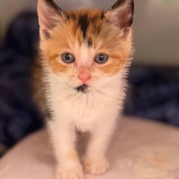 Kelly 2 -  Domestic Short Hair Cat for Adoption in Cumming, Georgia - Kelly 2 | PetCurious