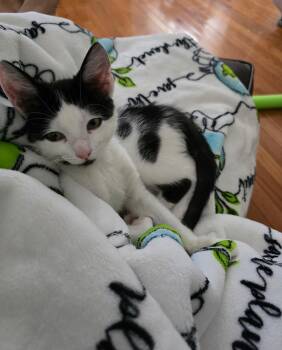 Santiago -  Domestic Short Hair Cat for Adoption in Richmond, Virginia - Santiago | PetCurious