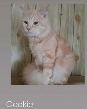 Domestic Medium Hair Cats Available for Adoption in South Bend, Indiana - Cookie | PetCurious