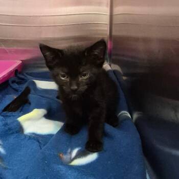 Julius -  Domestic Short Hair Cat for Adoption in Oak Ridge, Tennessee - Julius | PetCurious
