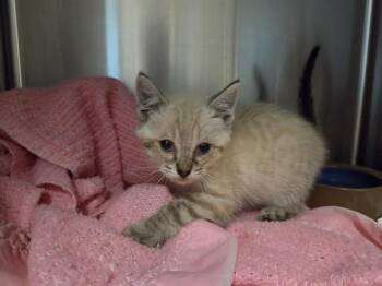 APPLEJACK -  Domestic Medium Hair Cat for Adoption in Salinas, California - APPLEJACK | PetCurious