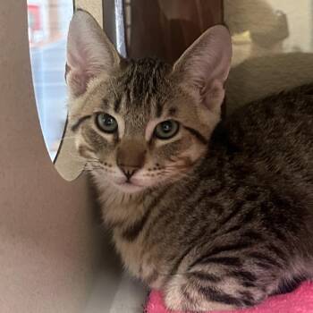 Lion -  Domestic Short Hair Cat for Adoption in Reno, Nevada - Lion | PetCurious