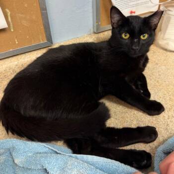 Creaks -  Domestic Short Hair Cat for Adoption - Creaks | PetCurious