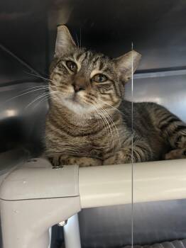 Tilt -  Domestic Short Hair Cat for Adoption in Lancaster, Pennsylvania - Tilt | PetCurious