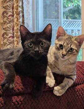 Lily Pad (bonded w/ Daisy Skye) -  Domestic Short Hair Cat for Adoption in San Jose, California - Lily Pad (bonded W/ Daisy Skye) | PetCurious