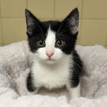 Puma -  Domestic Short Hair Cat for Adoption in East Hampton, New York - Puma | PetCurious
