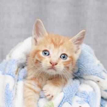 Domestic Short Hair Cats Available for Adoption in Hattiesburg, Mississippi - Hugo | PetCurious