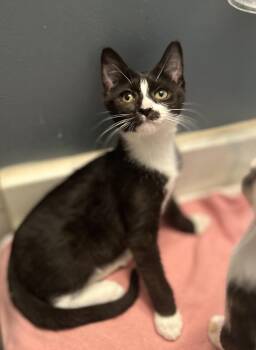 Rescue Domestic Short Hair Cats for Adoption in Philadelphia, Pennsylvania - Liam | PetCurious