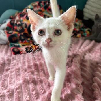 Gollum -  Domestic Short Hair Cat for Adoption in Lexington, Kentucky - Gollum | PetCurious