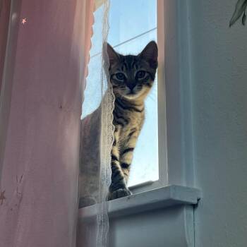 Lunar -  Domestic Short Hair Cat for Adoption in Spokane, Washington - Lunar | PetCurious