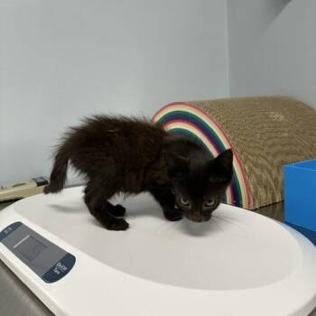 Victor -  Domestic Short Hair Cat for Adoption in Indianapolis, Indiana - Victor | PetCurious