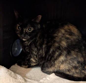 Domestic Medium Hair Cats Available for Adoption - Sofie | PetCurious