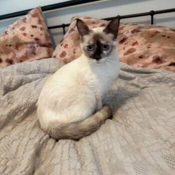 Siamese Cats Available for Adoption in Houston, Texas - Sake | PetCurious