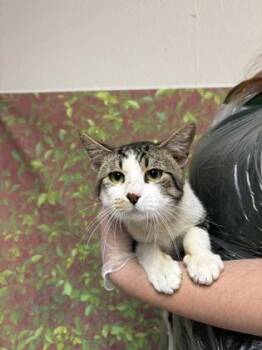 Chaz -  Domestic Short Hair Cat for Adoption in San Antonio, Texas - Chaz | PetCurious