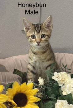 Domestic Short Hair and Tabby Cats Available for Adoption in Palm City, Florida - Honeybun | PetCurious