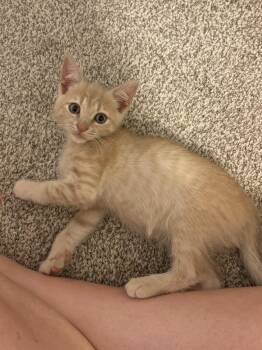 Rescue Tabby and Domestic Short Hair Cats for Adoption in Charlotte, North Carolina - Edna | PetCurious