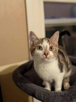 Rescue Domestic Short Hair Cats for Adoption in Toronto, Ontario - Magnolia | PetCurious