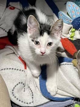 Verona CR -  Domestic Short Hair Cat for Adoption in Schertz, Texas - Verona CR | PetCurious
