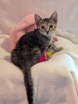 Fruiti -  Domestic Short Hair Cat for Adoption in Boca Raton, Florida - Fruiti | PetCurious