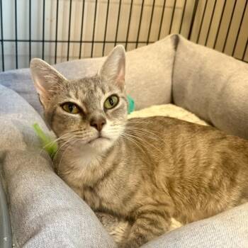 Vixari -  Domestic Short Hair Cat for Adoption in Louisville, Kentucky - Vixari | PetCurious