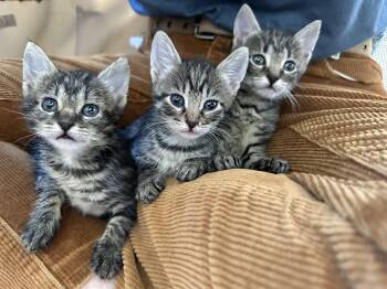 Rescue Domestic Short Hair Cats for Adoption in Port Orange, Florida - 3 Kittens Need Good HOMES (bottle Babies) 7 Weeks | PetCurious