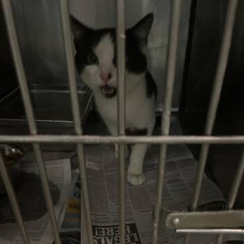 Domestic Short Hair Cats Available for Adoption in Clanton, Alabama - Spade | PetCurious