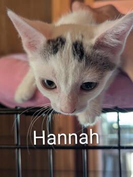 Hannah -  Domestic Short Hair Cat for Adoption in Sonora, California - Hannah | PetCurious