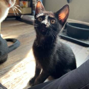 Arthur -  Domestic Short Hair Cat for Adoption in Sedalia, Missouri - Arthur | PetCurious